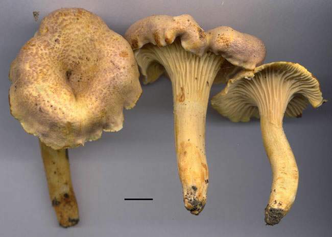 Cantharellus amethysteus